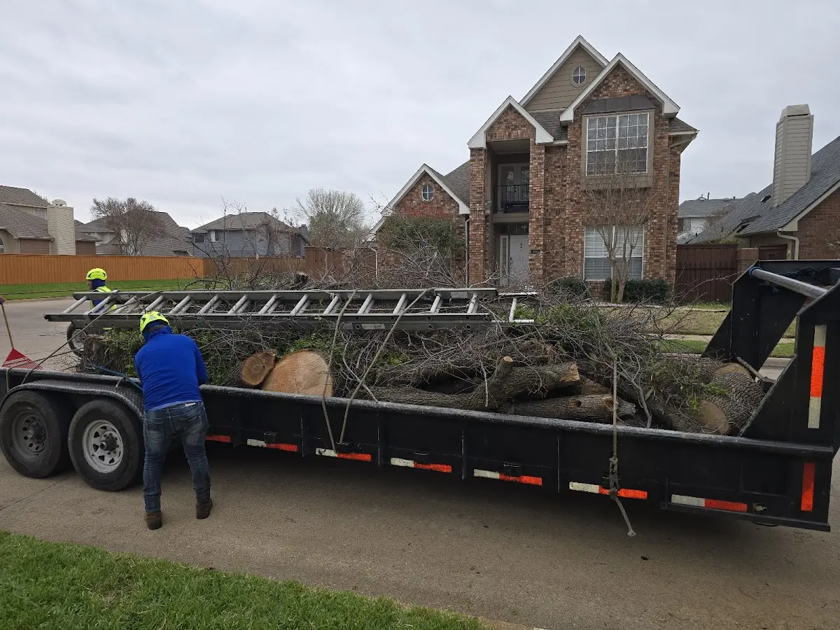 Expert Tree Removal with proper safety equipment in Dublin
